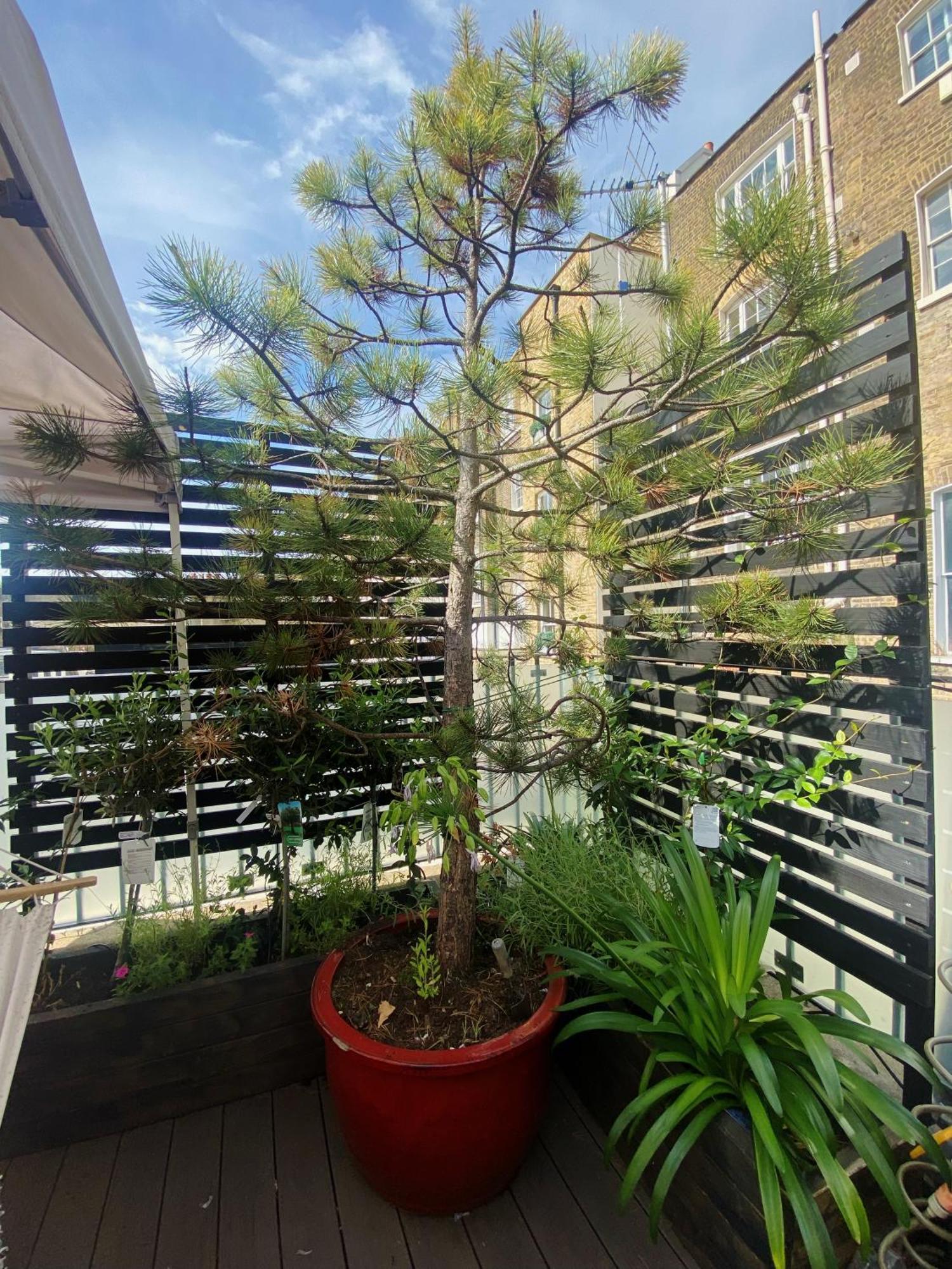 Luxury Belgrave Square Private Mews Townhouse Villa London Eksteriør billede